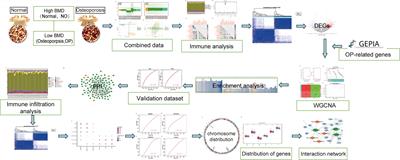 Prognostic analysis and validation of diagnostic marker genes in patients with osteoporosis